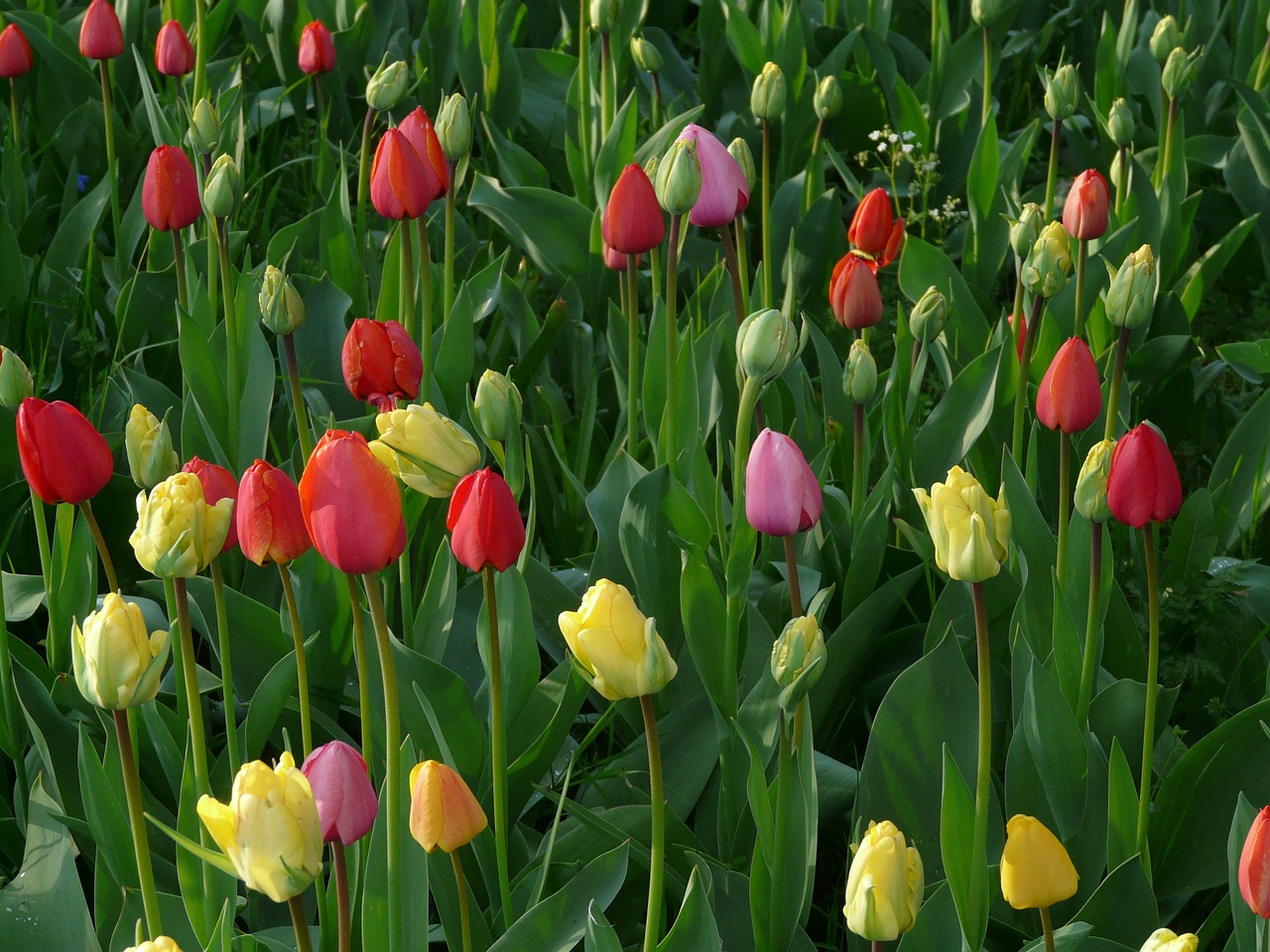 Tulpių Laukas, Tulpės, Pieva, Žalias, Gražus, Spalvinga, Pavasaris, Tulpenbluete, Gėlės, Spalva