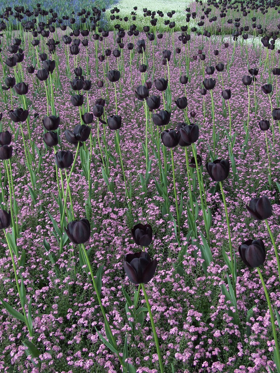 Tulpių Laukai, Tulpės, Juodos Tulpės, Gėlių Sritis, Nemokamos Nuotraukos,  Nemokama Licenzija