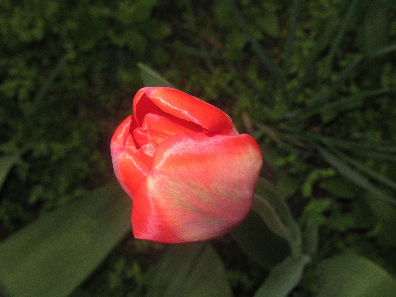 Tulip Gėlės,  Gamta, Nemokamos Nuotraukos,  Nemokama Licenzija