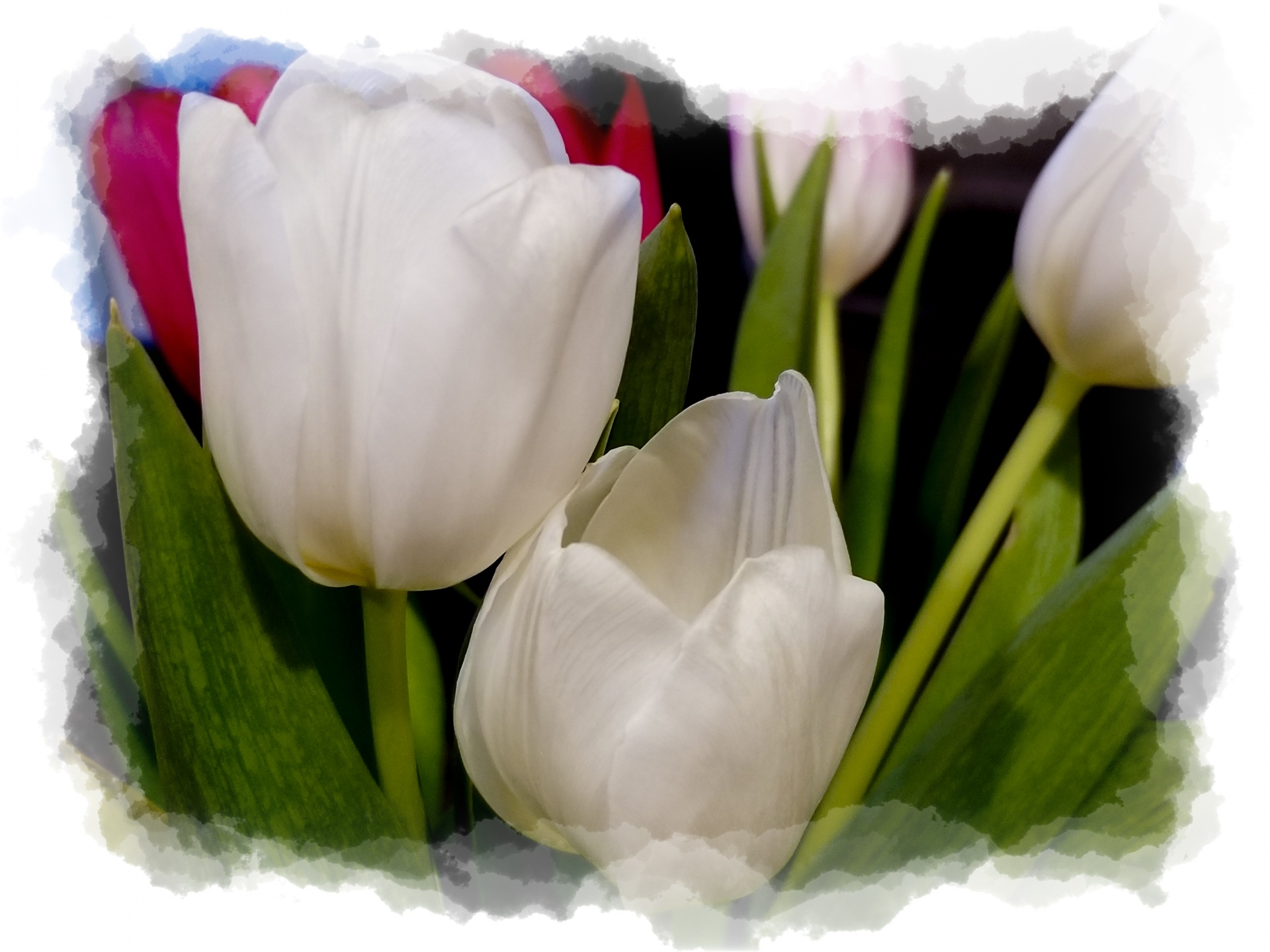 Pasveikinimas,  Gėlės,  Tulpės,  Motinos Dienos & Nbsp,  Puokštė,  Velykos,  Dovanos,  Kortelė,  Tulpių Gėlių Rėmas, Nemokamos Nuotraukos