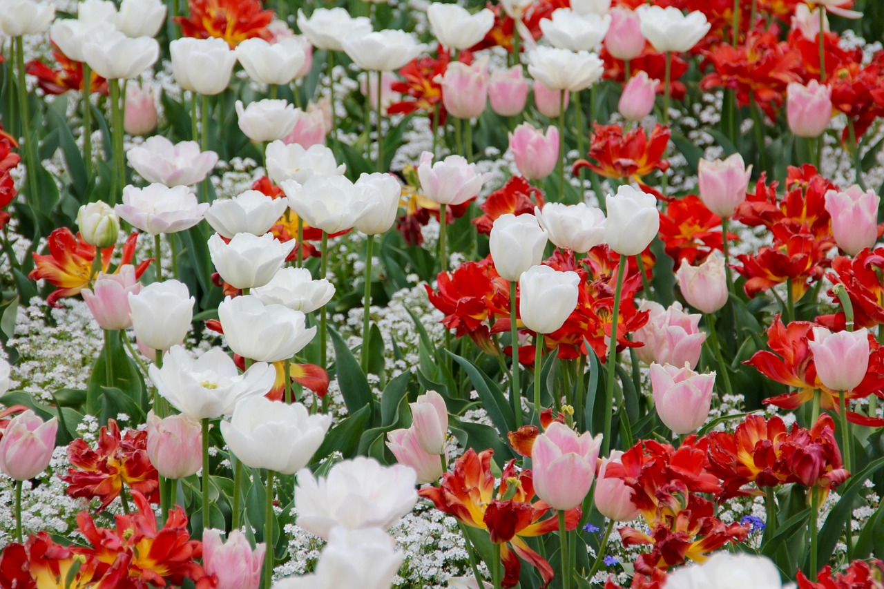 Tulpių Kraštovaizdis, Tulpės, Holland, Valstijos Sodo Šou, Gėlės, Olandų, Tulpių Laukai, Pavasaris, Nemokamos Nuotraukos,  Nemokama Licenzija