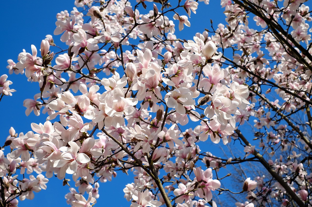 Tulpė Magnolija, Medis, Krūmas, Magnolija, Magnoliengewaechs, Magnoliaceae, Gėlės, Balta Rožinė, Aromatingas, Pavasaris