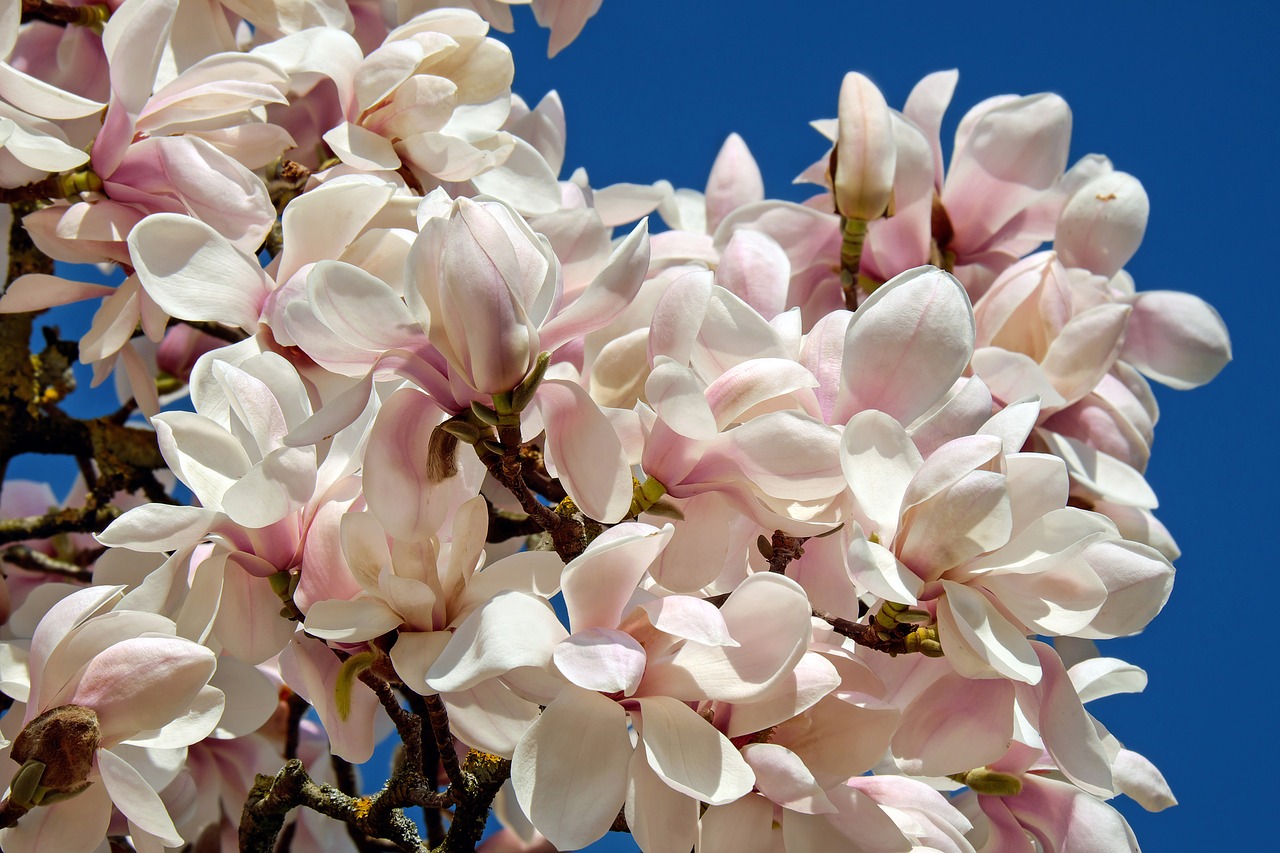 Tulpė Magnolija, Medis, Krūmas, Magnolija, Magnoliengewaechs, Magnoliaceae, Gėlės, Balta Rožinė, Aromatingas, Blütenmeer