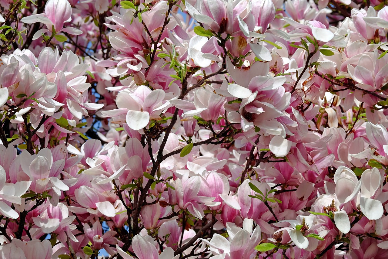 Tulpė Magnolija, Medis, Krūmas, Magnolija, Magnoliengewaechs, Magnoliaceae, Gėlės, Balta Rožinė, Aromatingas, Blütenmeer