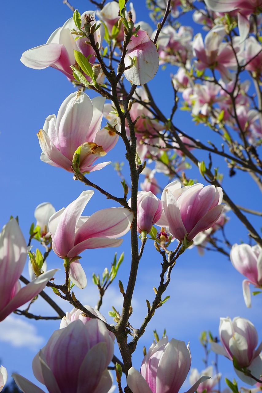 Tulpė Magnolija, Gėlės, Blütenmeer, Magnolija × Soulangeana, Magnolija, Magnoliengewaechs, Magnoliaceae, Yulan Magnolija, Magnolija Denudata, Magnolija Liliiflora