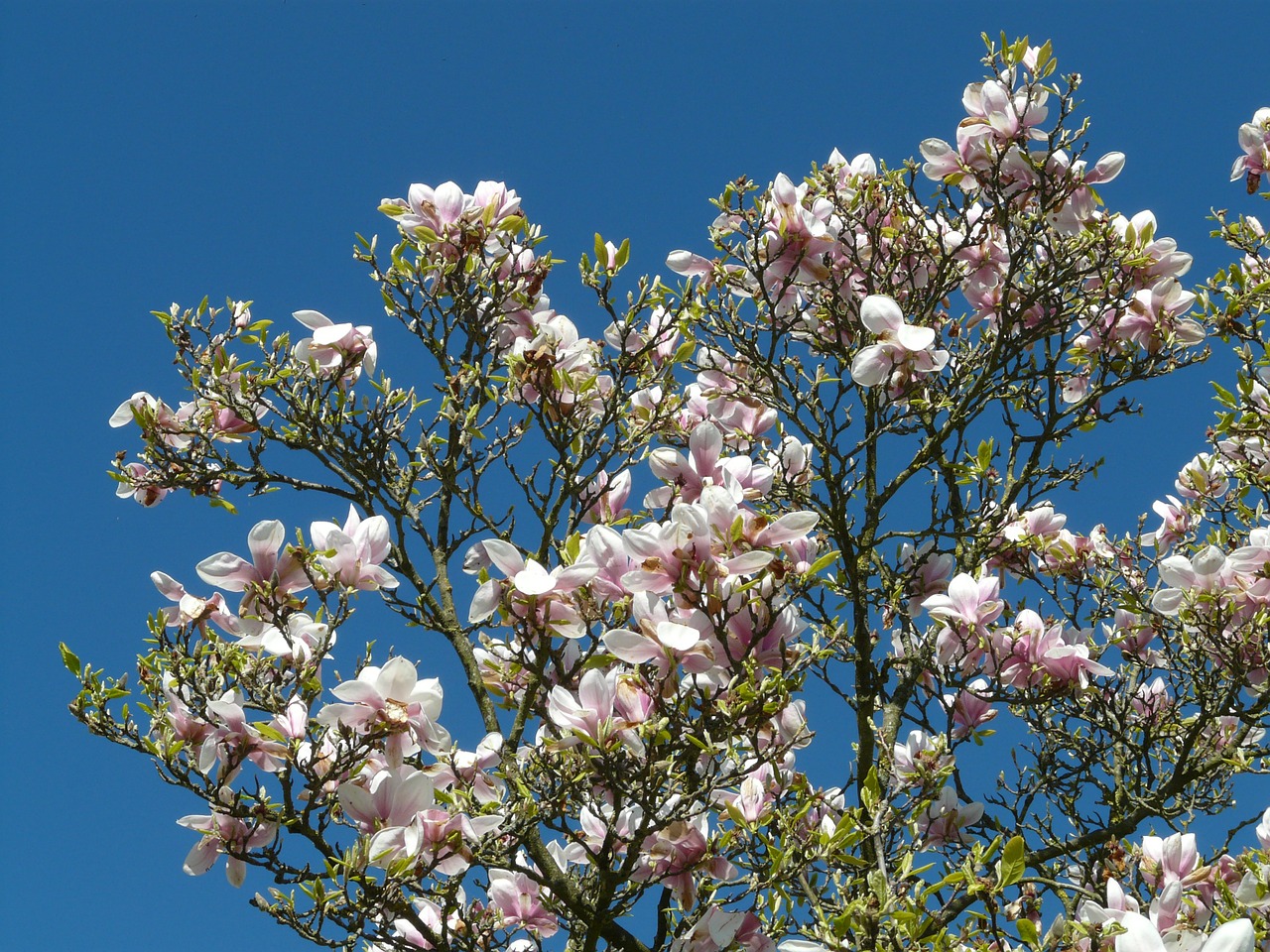 Tulpė Magnolija, Medis, Krūmas, Magnolija, Magnoliengewaechs, Magnoliaceae, Žiedas, Žydėti, Pavasaris, Dekoratyvinis