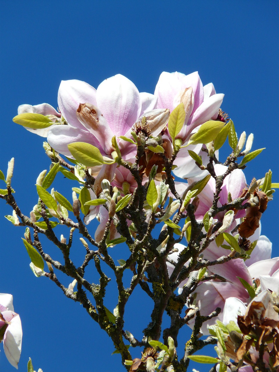 Tulpė Magnolija, Medis, Krūmas, Magnolija, Magnoliengewaechs, Magnoliaceae, Žiedas, Žydėti, Pavasaris, Dekoratyvinis