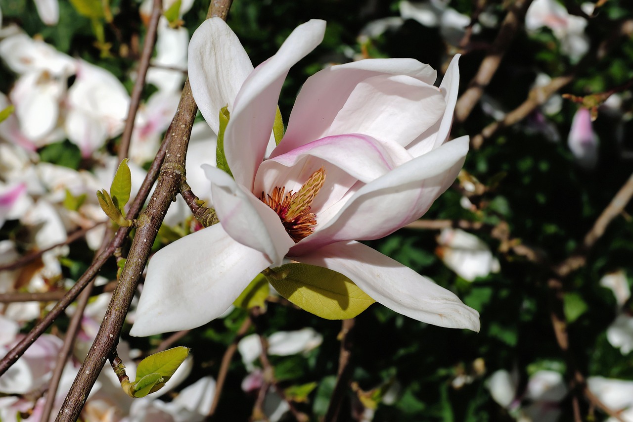 Tulpė Magnolija,  Žiedas,  Žydėti,  Balta,  Baltas Žiedas,  Pavasaris,  Gamta,  Baltos Spindesys,  Švelnus,  Uždaryti