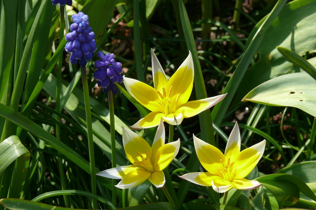 Tulpė Tarda, Muscari, Vynuogių Hiacintas, Geltona, Mėlynas, Pavasaris, Žiedas, Augalas, Gėlių, Sodas