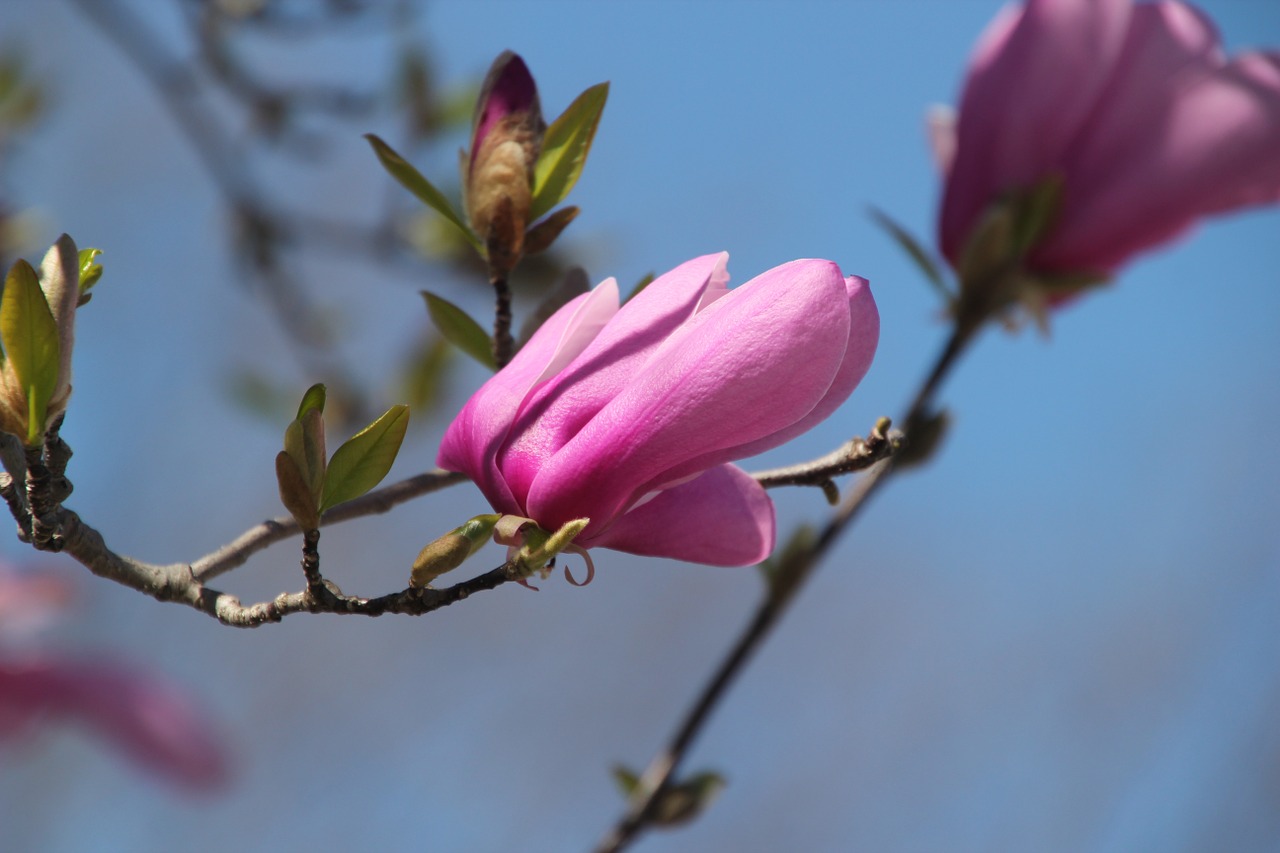 Tulpių Medis, Gėlė, Žiedas, Gamta, Medis, Augalas, Pavasaris, Flora, Budas, Pavasaris