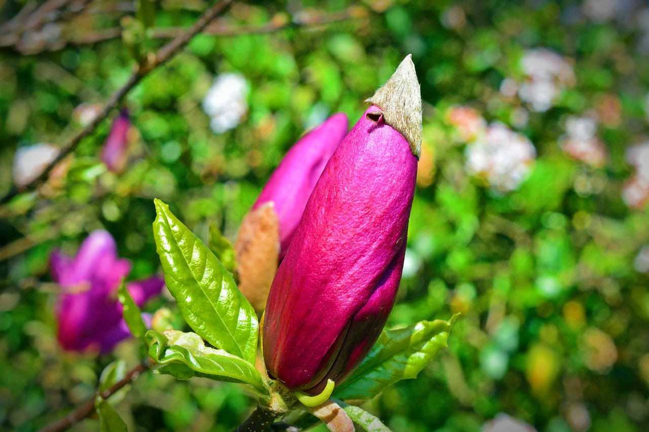 Tulip Medį,  Žiedas,  Žydi,  Pobūdį,  Gėlė,  Augalų,  Sodas, Nemokamos Nuotraukos,  Nemokama Licenzija