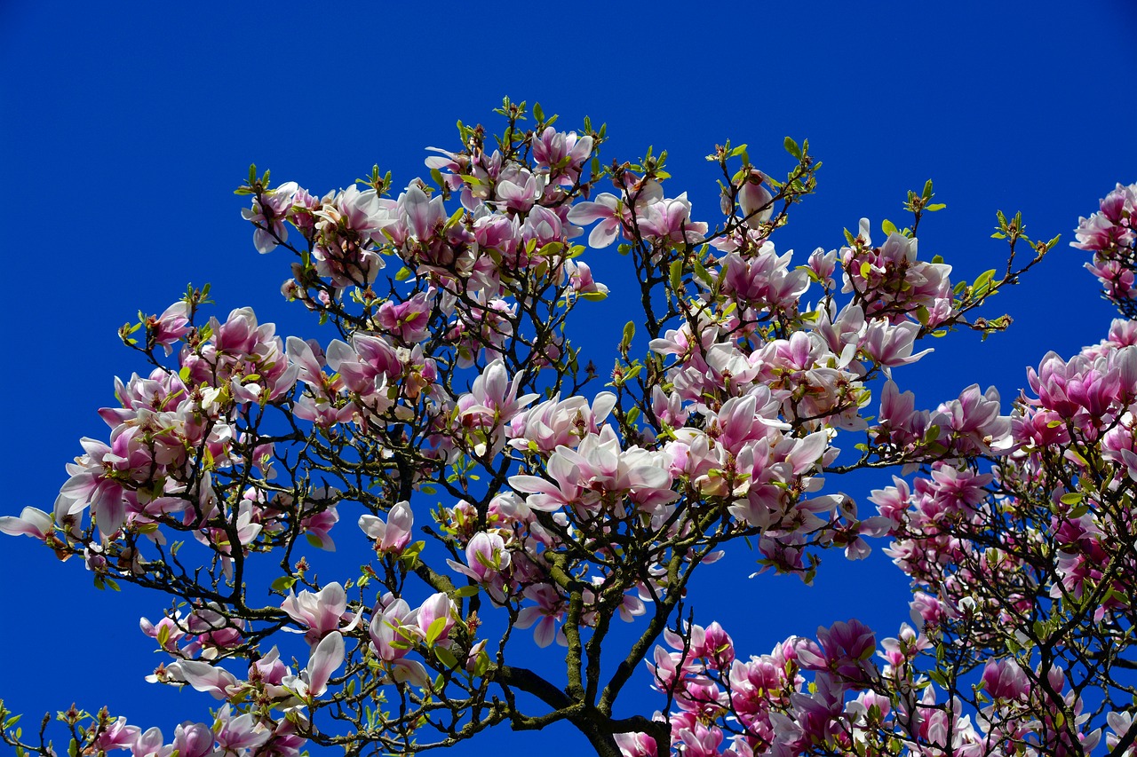 Tulip Medį,  Žiedas,  Žydi,  Pobūdį,  Augalų,  Sodas,  Gėlės,  Pavasaris,  Sezonas,  Anksti Gama