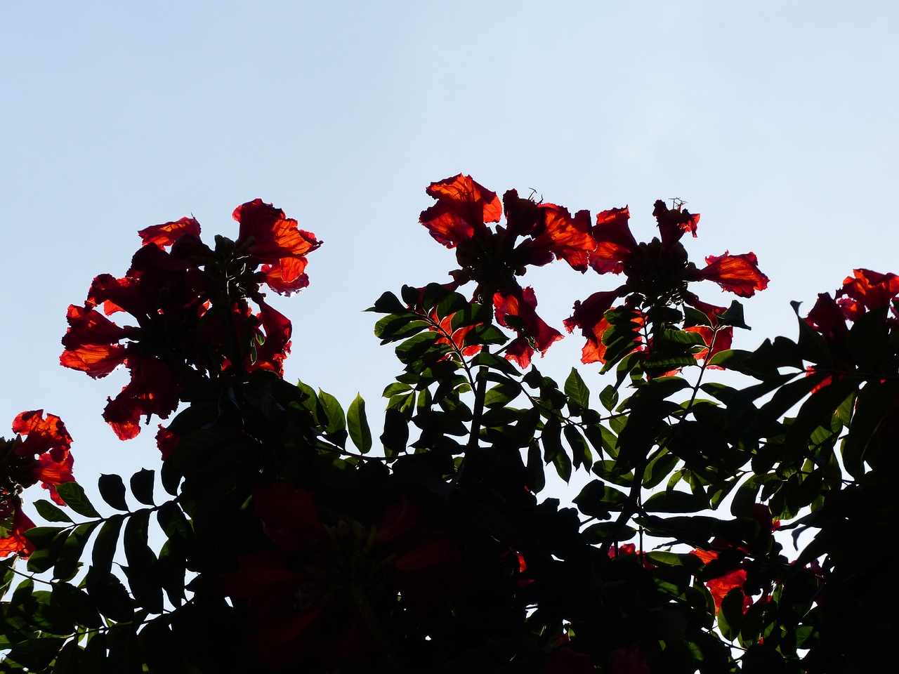 Tulpių Medis, Gėlės, Raudona, Šviesus, African Tulpenbaum, Spathodea Campanulata, Bignoniaceae Augalai, Bignoniaceae, Ant Vynmedžio, Sepals
