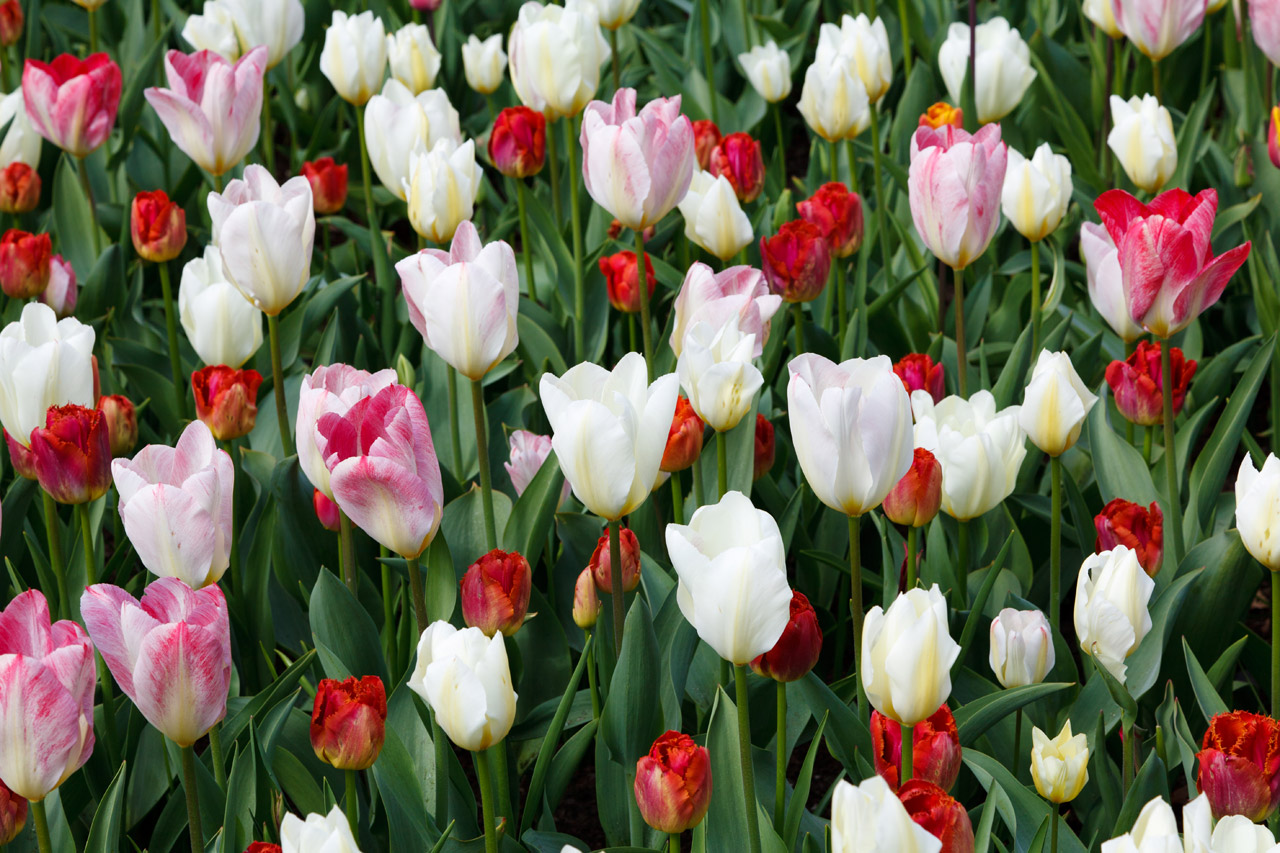 Tulpės,  Tulpė,  Balta,  Raudona,  Rožinis,  Fonas,  Keukenhof,  Tapetai,  Gėlė,  Gėlės