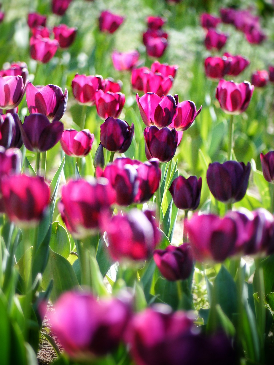 Tulipa, Tulpė, Gėlės, Pavasaris, Gamta, Nemokamos Nuotraukos,  Nemokama Licenzija