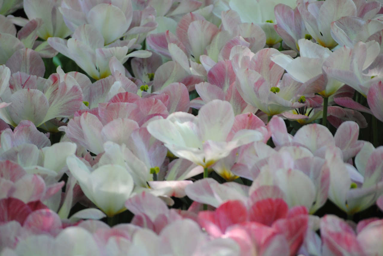 Gėlės,  Tulpės,  Spalvos,  Gamta,  Laukas,  Balti Tulpės, Nemokamos Nuotraukos,  Nemokama Licenzija