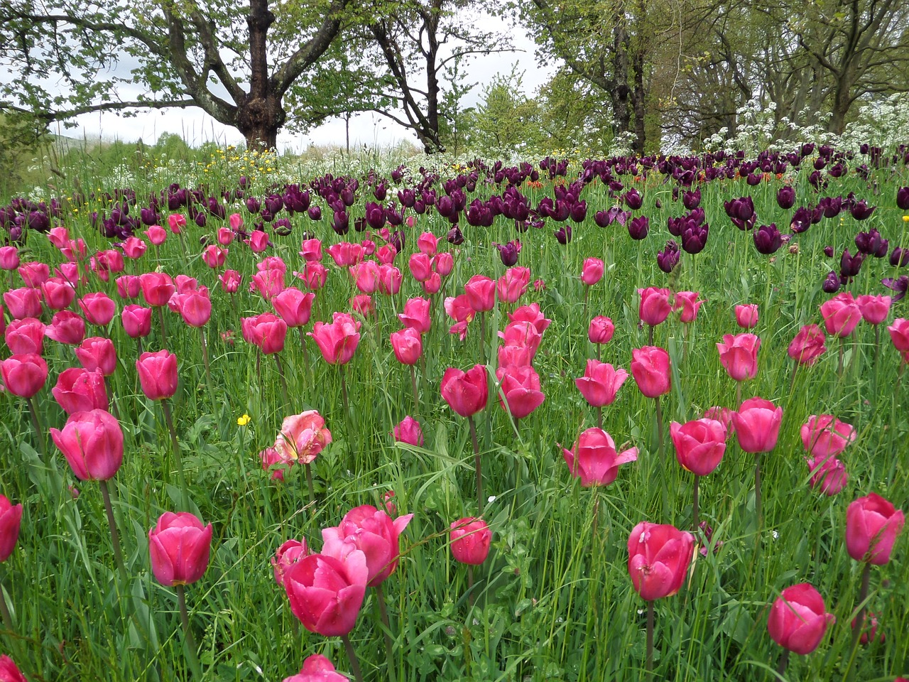 Tulpės, Žolė, Pieva, Mainau, Pavasaris, Violetinė, Žiedas, Žydėti, Gėlė, Augalas