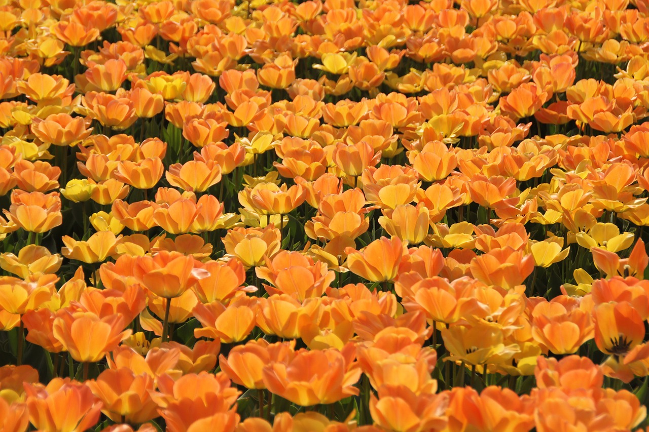 Tulpės, Holland, Tulpių Laukai, Nemokamos Nuotraukos,  Nemokama Licenzija