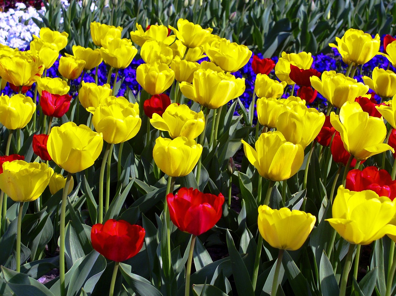 Tulpės, Tulpė, Tulpių Laukai, Pavasario Gėlė, Geltona, Nemokamos Nuotraukos,  Nemokama Licenzija