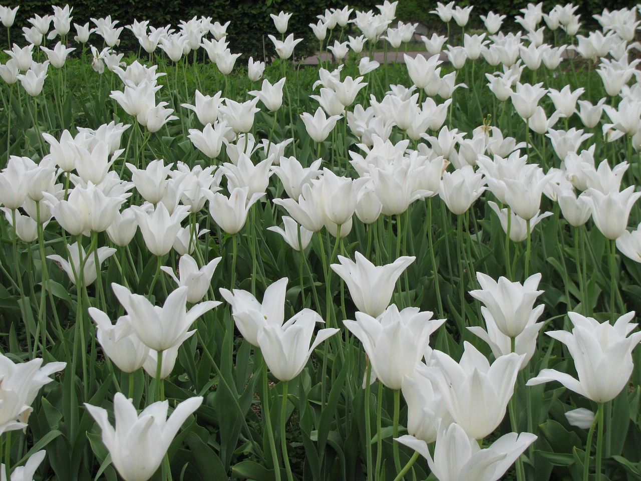 Tulpės, Pavasaris, Gėlė, Holland, Tulpė, Tulpių Laukai, Gamta, Daugiametis, Oras, Gėlės