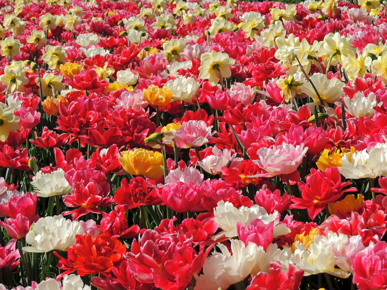 Tulpės, Tulpė, Gėlės, Spalvinga, Pavasaris, Fonas, Atvirukas, Tulpių Laukas, Pavasario Pabudimas, Frühlingsanfang