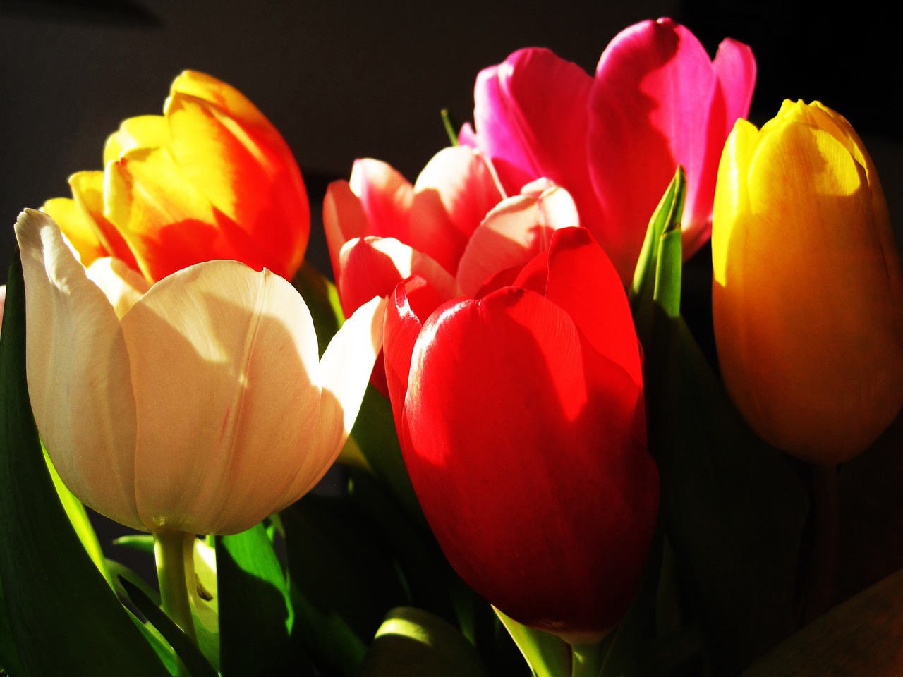 Tulpės, Šviesa Ir Šešėlis, Gėlės, Pavasario Gėlė, Spalva, Spalvinga, Spalvingos Tulpės, Tulpine Gėlė, Apšvietimas, Žydėjo