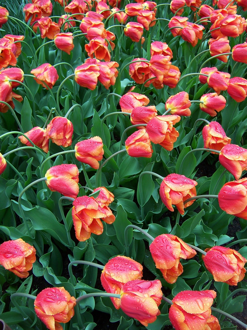 Tulpės, Lietuje, Gėlės, Augalas, Nemokamos Nuotraukos,  Nemokama Licenzija