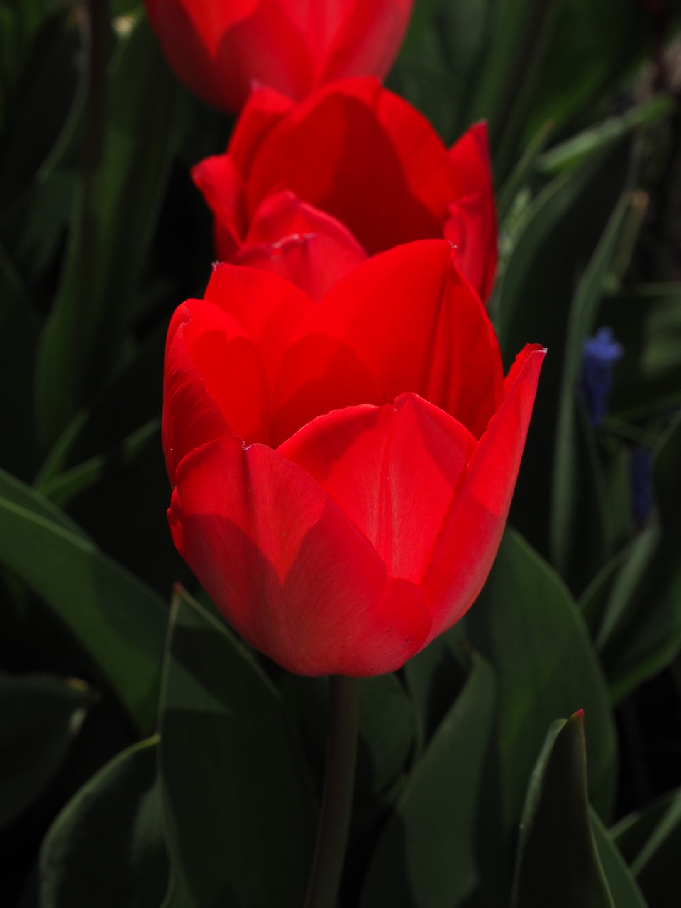 Tulpės, Raudona, Gėlės, Pavasaris, Uždaryti, Spalvinga, Spalva, Tulipa, Lelija, Liliaceae