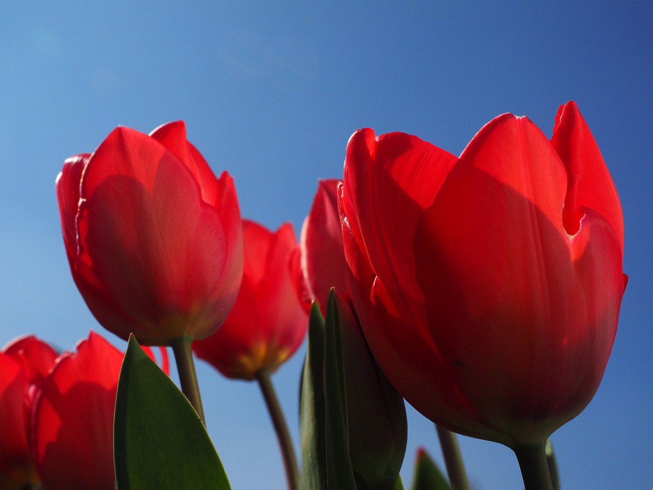 Tulpės, Raudona, Gėlės, Pavasaris, Uždaryti, Spalvinga, Spalva, Tulipa, Lelija, Liliaceae