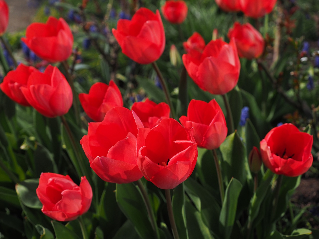 Tulpės, Raudona, Gėlės, Pavasaris, Uždaryti, Spalvinga, Spalva, Tulipa, Lelija, Liliaceae
