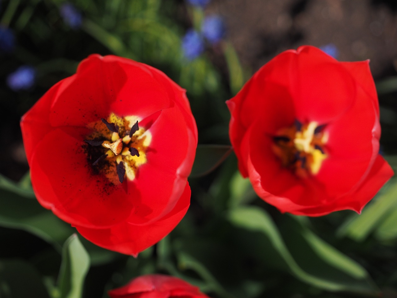 Tulpės, Raudona, Gėlės, Pavasaris, Uždaryti, Spalvinga, Spalva, Tulipa, Lelija, Liliaceae