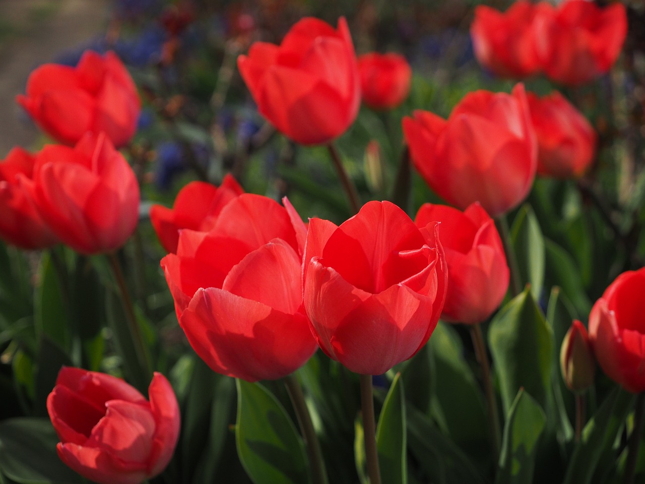 Tulpės, Raudona, Gėlės, Pavasaris, Uždaryti, Spalvinga, Spalva, Tulipa, Lelija, Liliaceae