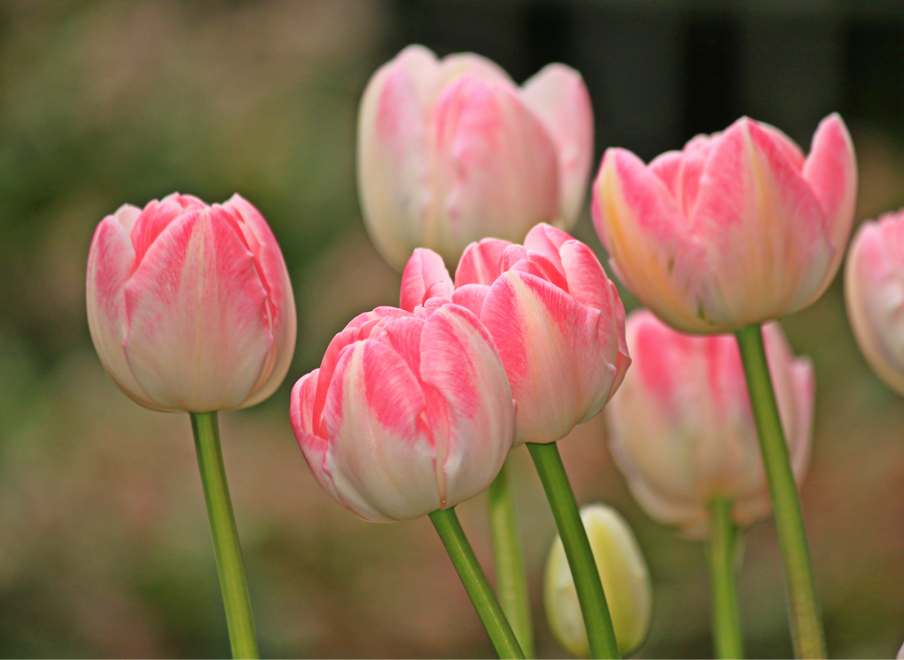 Tulpės, Gėlės, Pavasaris, Augalas, Flora, Gamta, Rožinis, Rožinės Gėlės, Pavasario Gėlės, Pavasario Gėlė