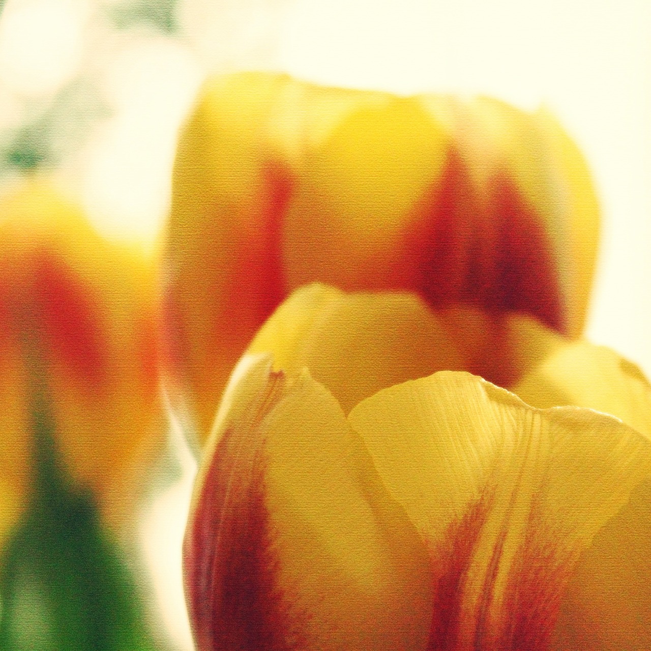 Tulpės, Saulė, Gėlės, Flora, Geltona, Pragaras, Žydėti, Schnittblume, Nuotaika, Puokštė