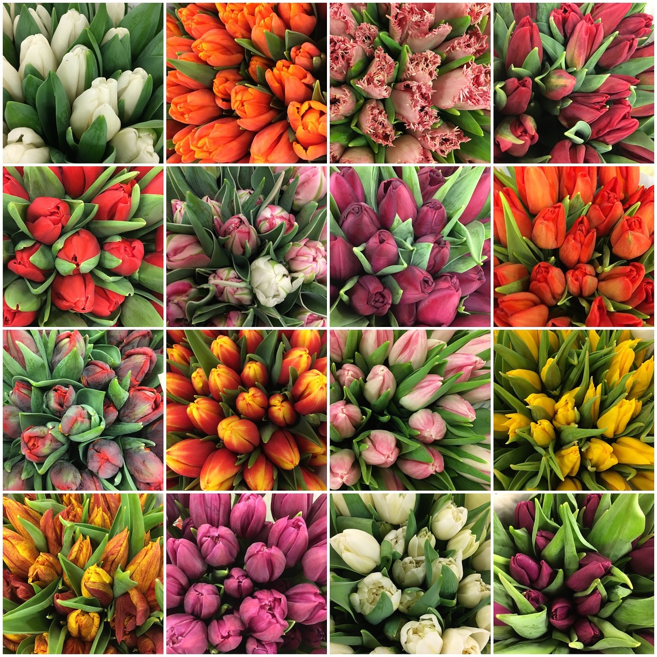 Tulpės, Gėlės, Tulpė, Gėlė, Pavasaris, Nemokamos Nuotraukos,  Nemokama Licenzija