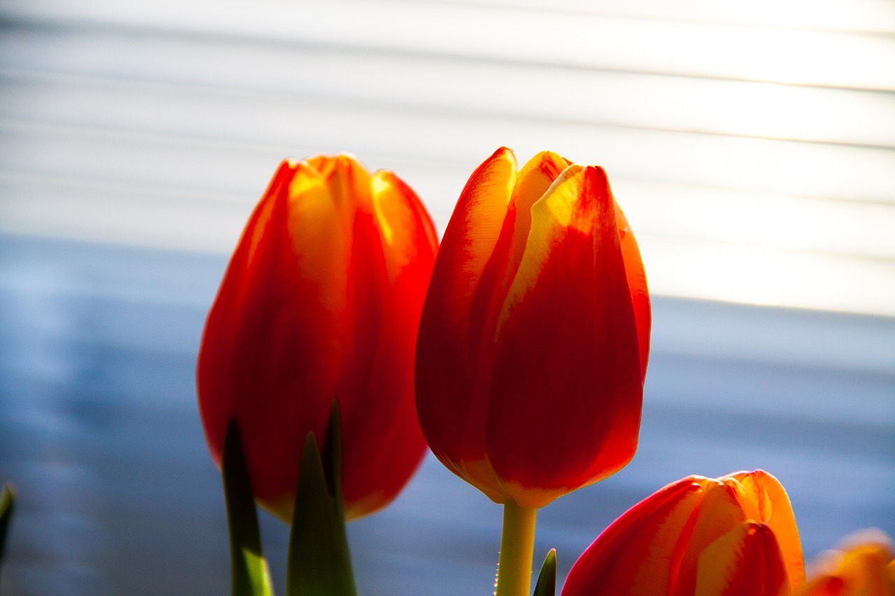 Tulpės, Žydi, Gėlė, Gėlių, Oranžinė, Nemokamos Nuotraukos,  Nemokama Licenzija