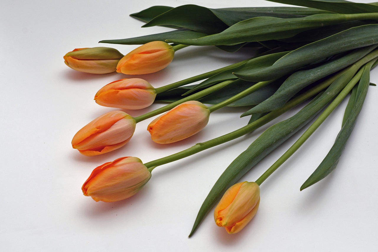 Tulpės, Gėlės, Oranžinė, Gamta, Pavasaris, Pavasario Pabudimas, Frühlingsanfang, Pavasario Gėlės, Motinos Diena, Gėlių Puokštė