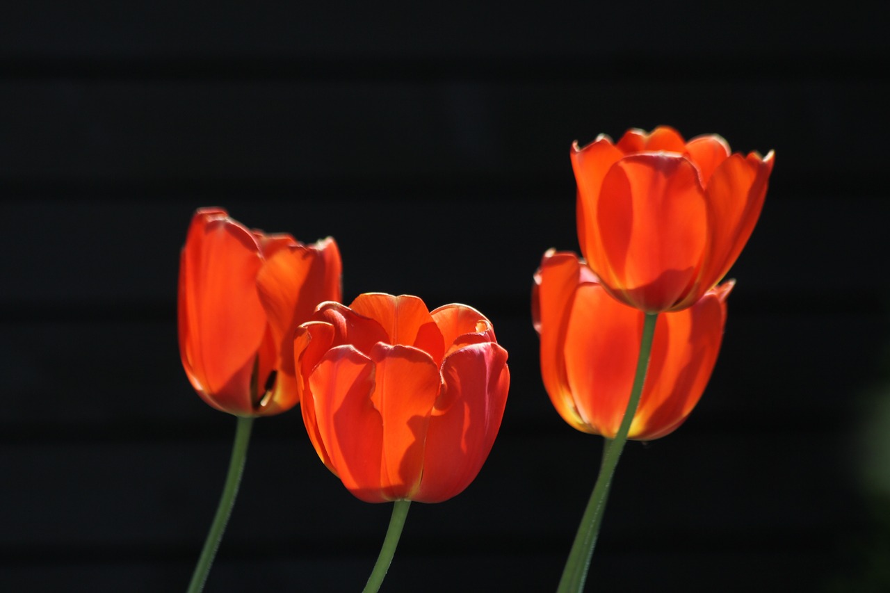 Tulpės, Raudonos Tulpės, Raudonos Oranžinės Tulpės, Oranžinės Tulpės, Gėlės, Gėlė, Gamta, Natūralus, Nemokamos Nuotraukos,  Nemokama Licenzija