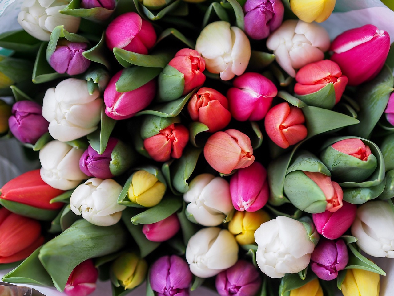 Tulpės, Spalvinga, Galvos, Gėlė, Pavasaris, Puokštė, Fonas, Šviežias, Romantika, Laimingas
