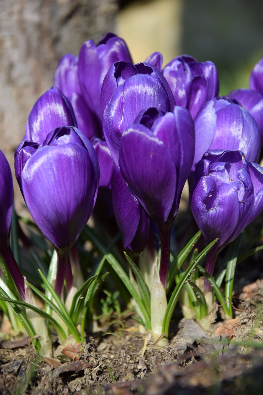 Tulpės, Gėlės, Pavasaris, Gamta, Augalas, Žiedas, Žydėti, Flora, Uždaryti, Violetinė