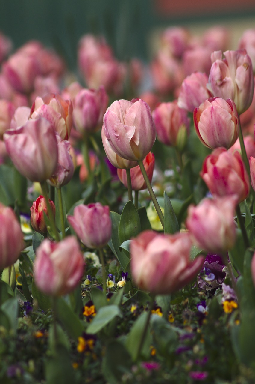 Tulpės, Gėlės, Rožės, Nemokamos Nuotraukos,  Nemokama Licenzija