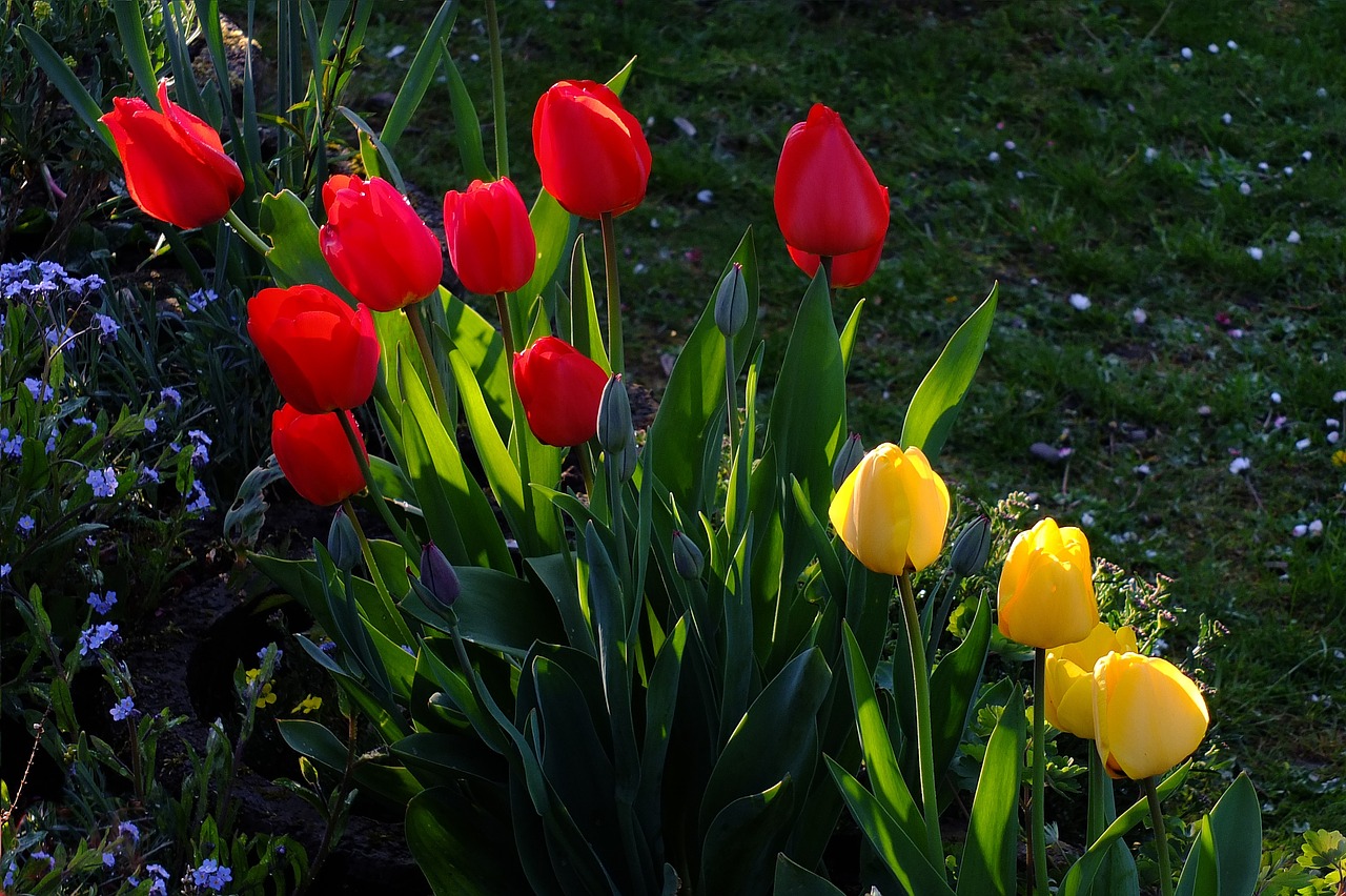 Tulpės, Gėlės, Tulpių Jūra, Gėlių Jūra, Blütenmeer, Geltona, Raudona, Pavasaris, Balandis, North Park