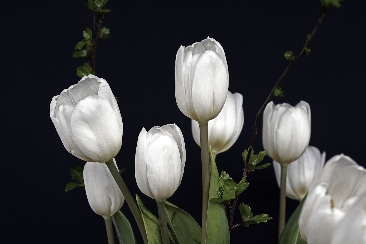 Tulpės, Tulpine Gėlė, Gėlės, Balta, Žalias, Gėlė, Gamta, Spalvinga, Pavasaris, Linksmas