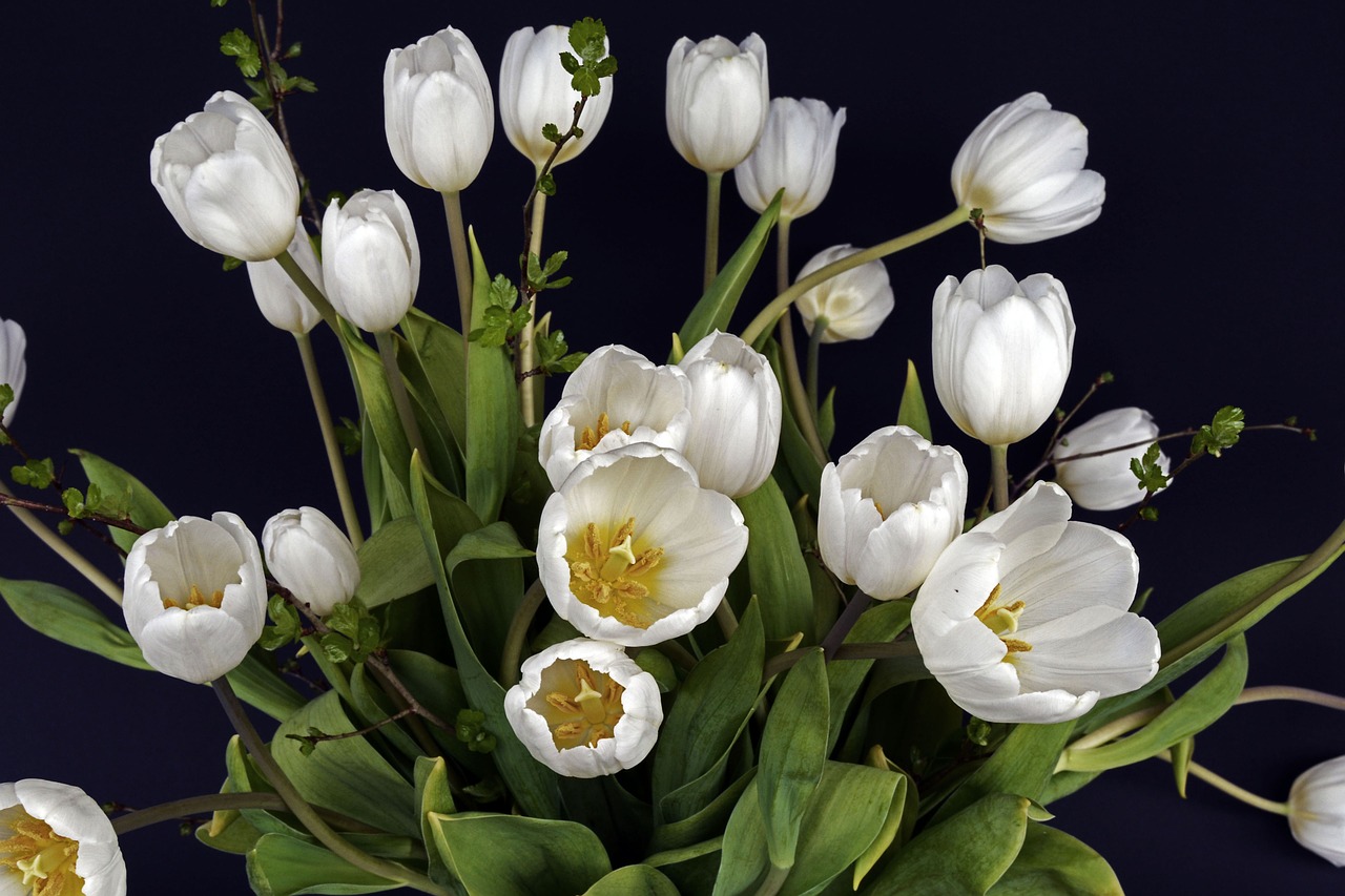 Tulpės, Tulpine Gėlė, Gėlės, Balta, Žalias, Gėlė, Gamta, Spalvinga, Pavasaris, Linksmas