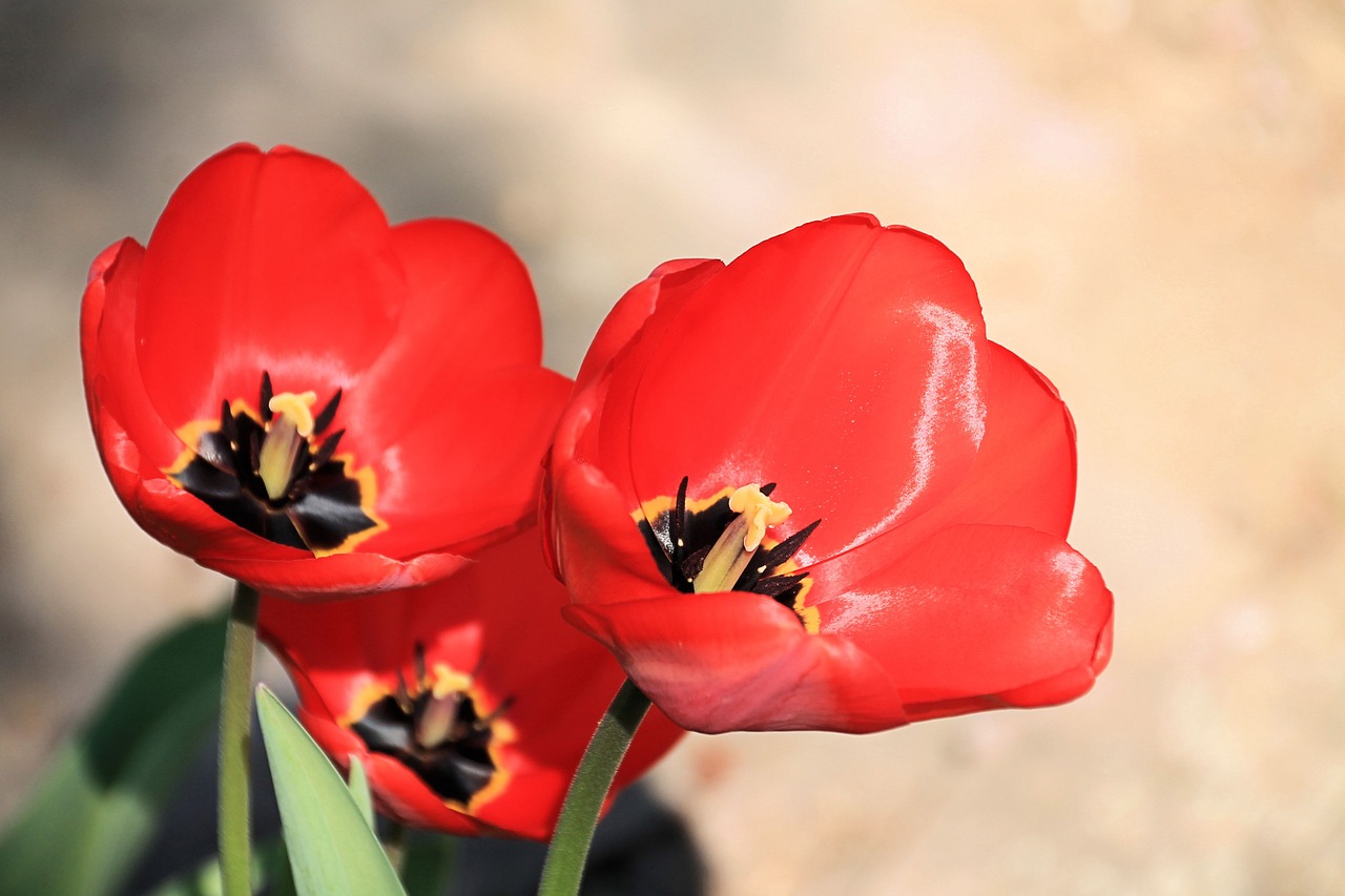 Tulpės, Raudona, Pavasaris, Gėlė, Pavasario Gėlės, Nemokamos Nuotraukos,  Nemokama Licenzija