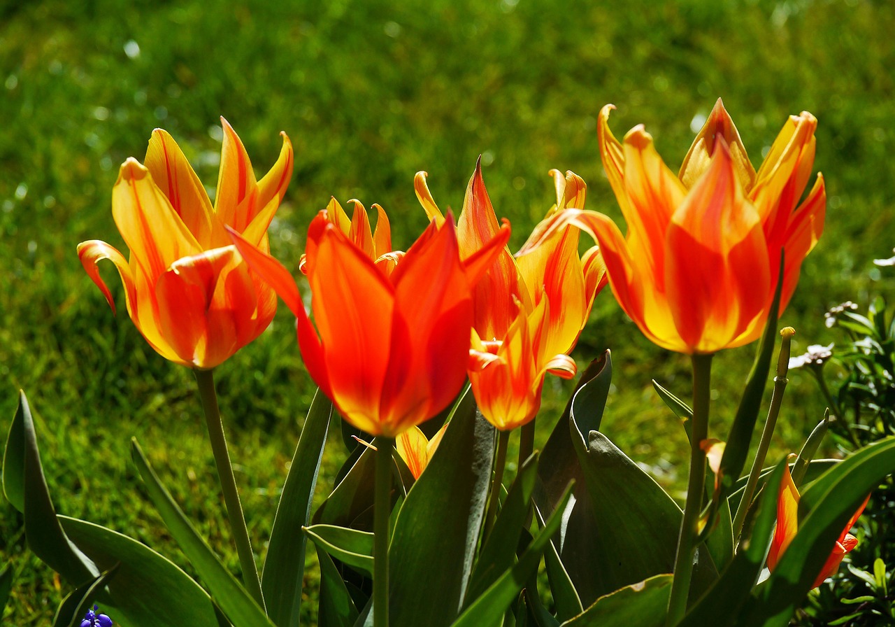 Tulpės, Tulpenbluete, Pavasaris, Spalvinga, Tulpės Puodelis, Liepsna, Veisiamas, Oranžinė Raudona, Geltona, Oranžinė Geltona