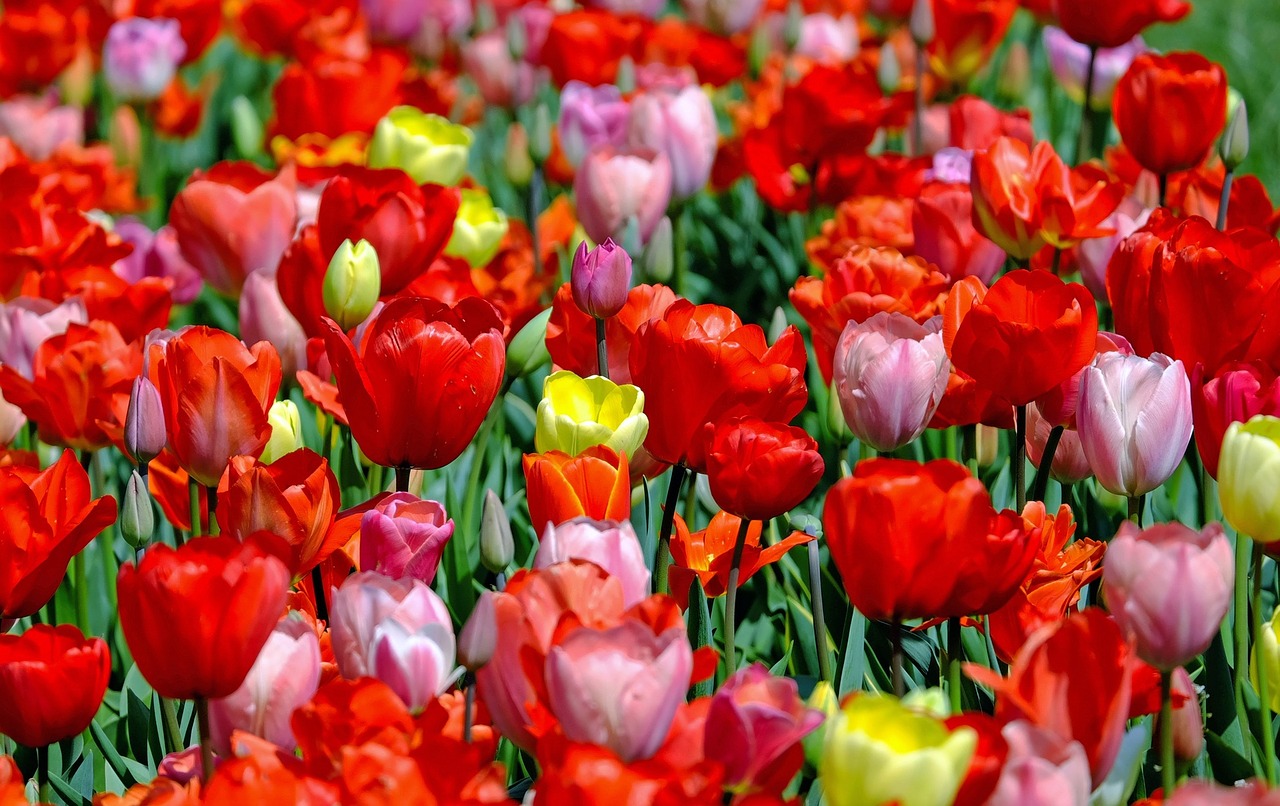 Tulpės, Spalvinga, Gėlės, Žydėti, Pavasaris, Tulpių Laukas, Nemokamos Nuotraukos,  Nemokama Licenzija