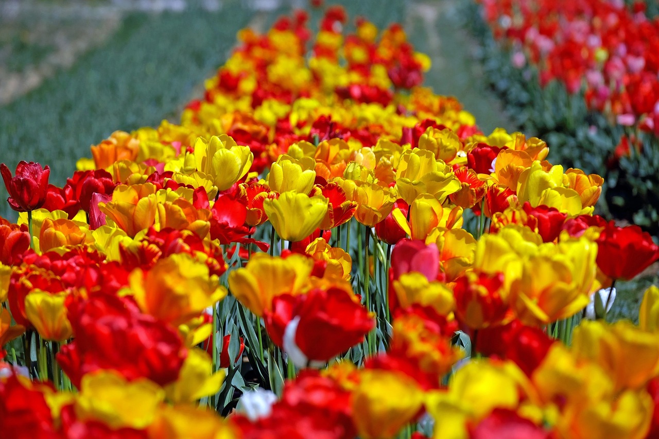 Tulpės, Spalvinga, Gėlės, Tulpių Laukas, Pavasaris, Nemokamos Nuotraukos,  Nemokama Licenzija