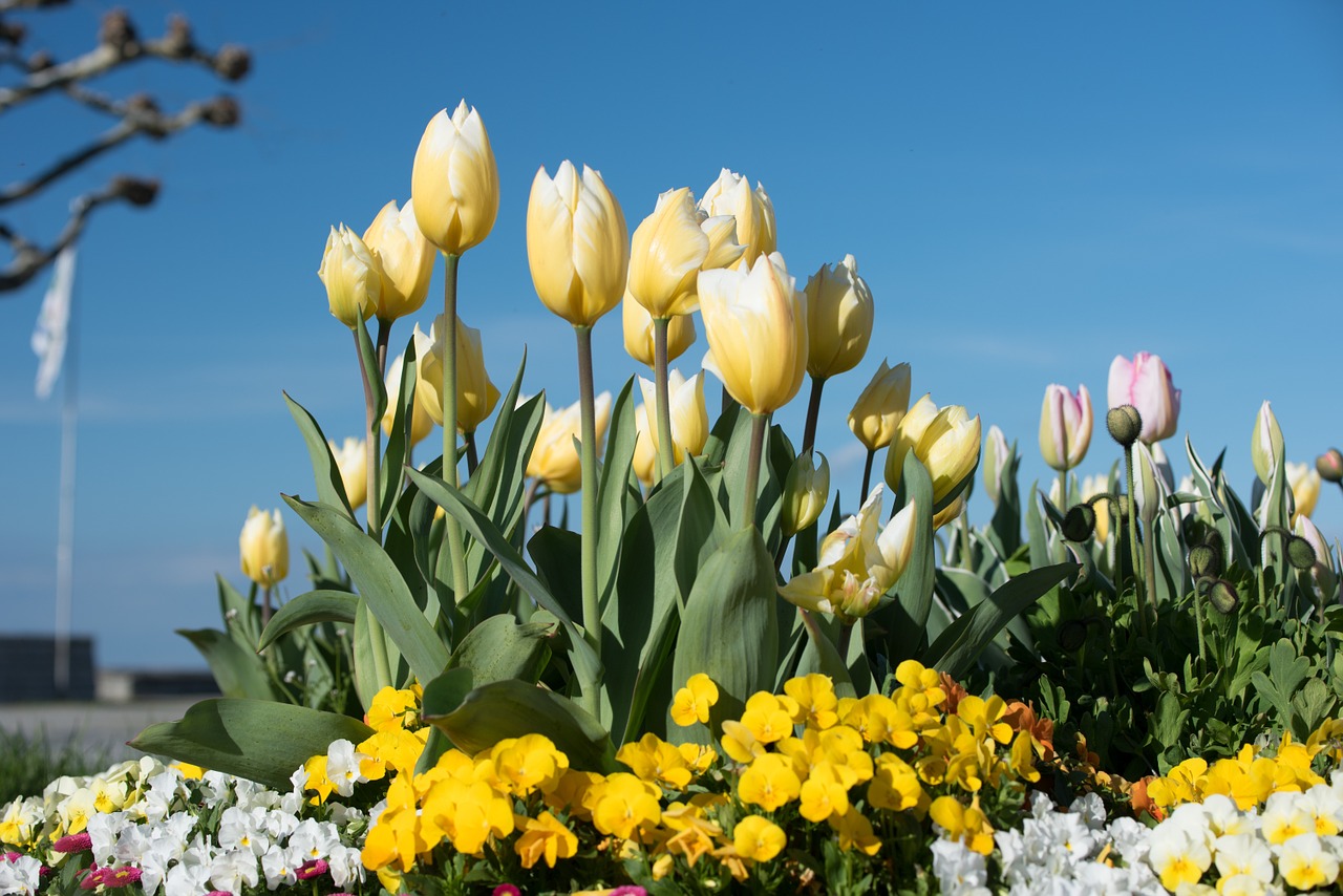 Tulpės, Gėlės, Geltonos Gėlės, Flora, Pavasaris, Gamta, Nemokamos Nuotraukos,  Nemokama Licenzija