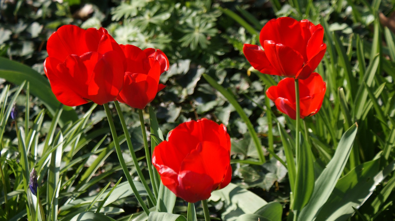 Tulpės, Gėlės, Pavasaris, Spalvinga, Flora, Nemokamos Nuotraukos,  Nemokama Licenzija